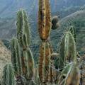 000423 Cactus (Armatocereus) en fruits dans le Caon de Colca (Arequipa, Prou).