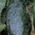 000431 Raquette de figuier de Barbarie (Opuntia ficus-indica) infeste de cochenilles (Dactylopius coccus Costa). Ces parasites femelles sont 