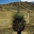 000439 Puya Raimondi (Puya sp) sur le site de Winchus (parc naturel de Huascarn, Ancash, Prou). norme bromeliace que l'on trouve  seulement sur deux sites au Prou et un en Bolivie. Pouvant atteindre 12 mtres de haut, c'est la plus grande bromeliace existante. La plante ne fleurira qu'une seule fois aprs une trentaine d'annes, produira prs de dix-huit mille fleurs qui donneront quelques six millions de graines, puis mourra. Elle tire son nom du naturaliste italien Antonio Raimondi. Filtre polarisant.