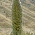 000441 Puya Raimondi (Puya sp) sur le site de Winchus (parc naturel de Huascarn, Ancash, Prou). norme bromeliace que l'on trouve  seulement sur deux sites au Prou et un en Bolivie. Pouvant atteindre 12 mtres de haut, c'est la plus grande bromeliace existante. La plante ne fleurira qu'une seule fois aprs une trentaine d'annes, produira prs de dix-huit mille fleurs qui donneront quelques six millions de graines, puis mourra. Elle tire son nom du naturaliste italien Antonio Raimondi. Filtre polarisant.