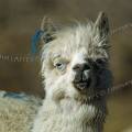 000456 Alpaga (Lama pacos) aux yeux bleus (leucistique) avec un marquage  l'oreille. Cette petite distinction permet  l'leveur de reconnatre facilement ses animaux. (Environs de Huaraz, parc naturel de Huascarn, Ancash, Prou).