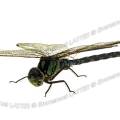 000462 Aeshne bleue (Aeshna cyanea) photographie en studio (Cher (18), France).