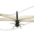 000463 Aeshne bleue (Aeshna cyanea) photographie en studio (Cher (18), France).