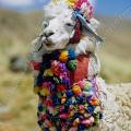 000479 Alpaga (Lama pacos) dcor et dguis pour les touristes (Environs de Huaraz, parc naturel de Huascarn, Ancash, Prou).