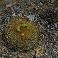 000487 Cactus (Oroya borschersii) en fleur sur le site de Winchus (Altitude 4200m, Cordillera Negra, parc naturel de Huascarn, Ancash, Prou). Filtre polarisant.