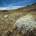 000493 Cactus (Austrocylindropuntia floccosa) sur le site de Winchus (Altitude 4200m, Cordillera Negra, parc naturel de Huascarn, Ancash, Prou). Filtre polarisant.