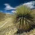 000495 Puya Raimondi (Puya sp) sur le site de Winchus (parc naturel de Huascarn, Ancash, Prou). norme bromeliace que l'on trouve  seulement sur deux sites au Prou et un en Bolivie. Pouvant atteindre 12 mtres de haut, c'est la plus grande bromeliace existante. La plante ne fleurira qu'une seule fois aprs une trentaine d'annes, produira prs de dix-huit mille fleurs qui donneront quelques six millions de graines, puis mourra. Elle tire son nom du naturaliste italien Antonio Raimondi. Filtre polarisant.