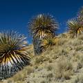 000496 Puyas Raimondi (Puya sp) sur le site de Winchus (parc naturel de Huascarn, Ancash, Prou). norme bromeliace que l'on trouve  seulement sur deux sites au Prou et un en Bolivie. Pouvant atteindre 12 mtres de haut, c'est la plus grande bromeliace existante. La plante ne fleurira qu'une seule fois aprs une trentaine d'annes, produira prs de dix-huit mille fleurs qui donneront quelques six millions de graines, puis mourra. Elle tire son nom du naturaliste italien Antonio Raimondi. Filtre polarisant.