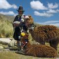 000497 Pruvienne tenant dans ses bras un agneau (Ovis aries) accompagne d'alpagas (Lama pacos) dcors et dguiss pour les touristes (Environs de Huaraz, parc naturel de Huascarn, Ancash, Prou).