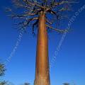 000502 Malgache de l'thnie Sakalave posant devant un baobab (Adansonia grandidieri) sur la route entre Belo Tsiribihina et Morondava (Toliara, Madagascar). Filtre polarisant.