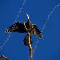 000508 Cormoran africain (Phalacrocorax africanus) perch sur une branche (Toliara, Madagascar). Vue de dessous.