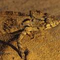 000509 Camlon (Chamaeleo sp) adoptant par mimtisme la couleur du sable (Toliara, Madagascar).