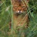 000514 Chat abyssin mle (Felis catus domesticus) au milieu d'herbes folles. Ce dernier est exaspr par la prsence du photographe.