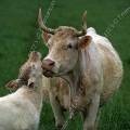 000515 Vache (Bos taurus domesticus) de race Charolaise lchant son petit (Cher (18), France).