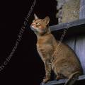 000519 Chat abyssin mle (Felis catus domesticus) guettant un oiseau dans une grange  Rosnay (36).