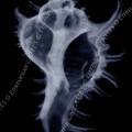 000521 Radiographie d'un murex ramosus (Chicoreus ramosus). Image noir et blanc.