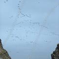 000522 Survol des les Ballestas par une colonie d'oiseaux de mer (rserve nationale de Paracas, Ica, Prou). Ces les sont frquentes par des colonies de manchots, de ptrels, de cormorans et autres oiseaux marins.