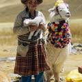 000524 Vieille femme tenant dans ses bras un agneau (Ovis aries) accompagne d'un alpaga (Lama pacos). Rgion de Huaraz (parc naturel de Huascarn, Ancash, Prou). Filtre polarisant.