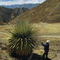 000525 Puya Raimondi (Puya sp) sur le site de Winchus (parc naturel de Huascarn, Ancash, Prou). norme bromeliace que l'on trouve  seulement sur deux sites au Prou et un en Bolivie. Pouvant atteindre 12 mtres de haut, c'est la plus grande bromeliace existante. La plante ne fleurira qu'une seule fois aprs une trentaine d'annes, produira prs de dix-huit mille fleurs qui donneront quelques six millions de graines, puis mourra. Elle tire son nom du naturaliste italien Antonio Raimondi. Filtre polarisant.