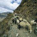 000528 Bergre et son troupeau dans les environs de Chavin de Huantar (Ancash, Prou).