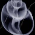 000530 Radiographie d'un Babylonia spirata. Image noir et blanc.
