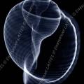 000531 Radiographie d'un Tonna sulcosa. Image noir et blanc.