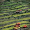 000532 Rizires en terrasses  Batad (Mountain Province, Philippines). Les montagnes entourant le petit village de Batad sont entirement faonnes pour la culture du riz en terrasse. Filtre polarisant.