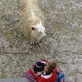 000544 Lama (Lama lama) regardant une mre pruvienne portant son enfant. (Cuzco, Prou).