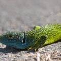 000596 Lzard vert mle (Lacerta viridis) se chauffant au soleil (Allier (03), France). L'animal est drang par une fourmi rousse (Formica rufa).