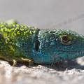 000597 Lzard vert mle (Lacerta viridis) se chauffant au soleil (Allier (03), France). 