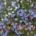 000600 Massif de myosotis (Myosotis sp.) (Cher (18), France).