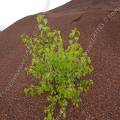 000601 Jeune peuplier (Populus sp.) colonisant un tas de pouzzolane (Puy-de-Dme (63), France).