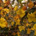 000602 Fremontodendron californicum (cultivar California Glory). Cet arbuste vigoureux  floraison jaune est originaire de Californie.