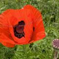 000603 Gros plan d'un pavot d'ornement (Papaver orientalis) (Cher (18), France).