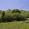 000617 Le Puy-de-Dme (Puy-de-Dme (63), France). Au premier plan, des moutons (Ovis aries) paissent. Filtre polarisant.