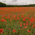 000635 Coquelicot (Papaver rhoeas) poussant dans un champ de colza (Brassica napus) (Cher (18), France).