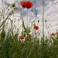 000636 Coquelicot (Papaver rhoeas) poussant  la lisire d'un champ de crales (Cher (18), France).