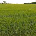 000637 Champ d'orge (Hordeum vulgare) en Berry (Cher (18), France).