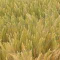 000638 Champ d'orge (Hordeum vulgare) (Cher (18), France).