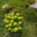 000645 Euphorbe d?Irlande (Euphorbia hyberna) dans le Massif du Sancy (Puy-de-Dme (63), France).