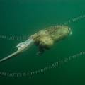000648 Prise de vue sous-marine d'un ragondin (Myocastor coypus) nageant (Cher (18), France).