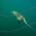 000650 Prise de vue sous-marine d'un ragondin (Myocastor coypus) nageant (Cher (18), France).