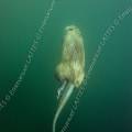 000651 Prise de vue sous-marine d'un ragondin (Myocastor coypus) nageant (Cher (18), France).