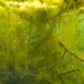 000653 Tanche (Tinca tinca ) dans son milieu naturel. Prise de vue dans les eaux glauques de la carrire inonde de Beaumerle (18370 Chteaumeillant, France).