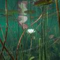 000660 Nnuphars (Nymphaea alba) en fleur dans le lac d'Ilay (Jura (39), France). Prise de vue sous-marine.