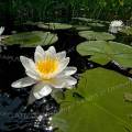 000661 Nnuphars (Nymphaea alba) en fleur dans le lac d'Ilay (Jura (39), France). 