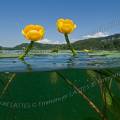 000666 Nnuphars jaunes (Nuphar lutea) en fleurs dans le lac d'Ilay (Jura (39), France). Prise de vue mi-eau mi-air.