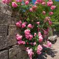000673 Eglantier (Rosa canina) devant un mur de pierre  Baume-les-Messieurs (39210) (Jura (39), France). 