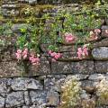 000674 Eglantier (Rosa canina) devant un mur de pierre  Baume-les-Messieurs (39210) (Jura (39), France). 