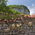 000675 Eglantier (Rosa canina) devant un mur de pierre  Baume-les-Messieurs (39210) (Jura (39), France). 